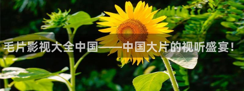 四虎影院精品一区